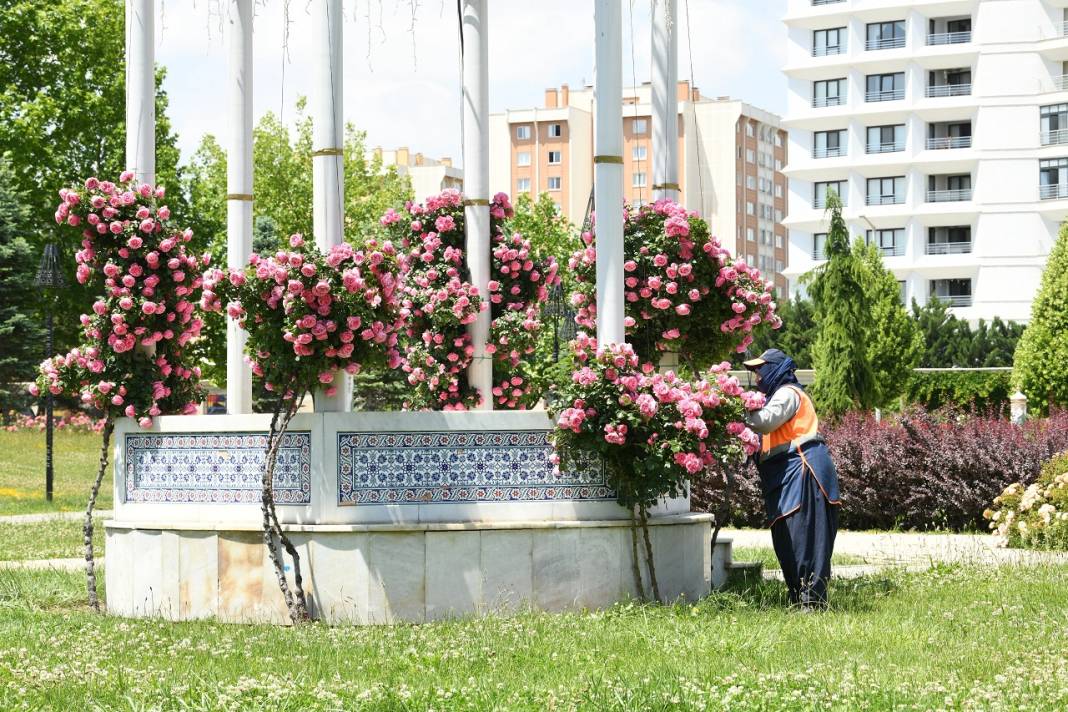 1,8 milyon çiçek, açtı: İşte göz kamaştıran Konya park ve caddeleri 13